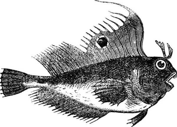 Blennius Ocellaris 라고도 Blenny 물고기 빈티지 새겨진 Blennius Ocellaris의 — 스톡 벡터