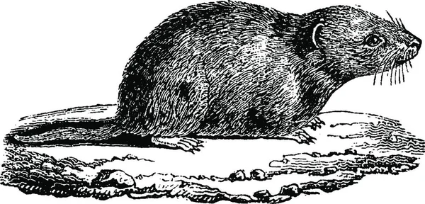 一般的なネズミは ヴィンテージには 図が刻まれています 1880 動物の自然史 — ストックベクタ