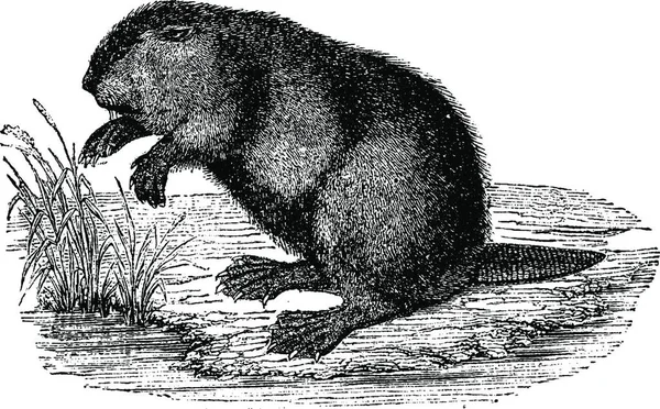 Castor Ilustración Grabada Vintage Historia Natural Los Animales 1880 — Vector de stock