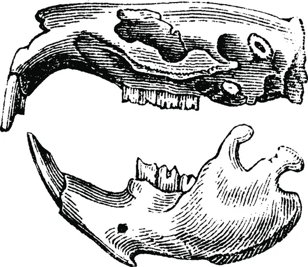 齧歯動物 ヴィンテージの刻まれた図の頭 1880 動物の自然史 — ストックベクタ