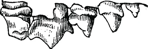 Верхние Зубы Куницы Винтажная Гравированная Иллюстрация Естественная История Животных 1880 — стоковый вектор
