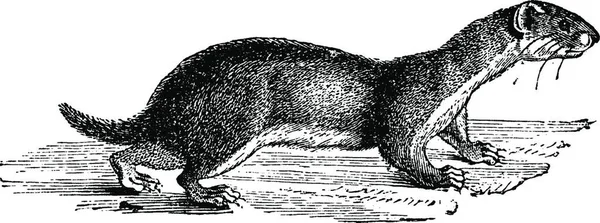 Doninha Vintage Gravada Ilustração História Natural Dos Animais 1880 —  Vetores de Stock