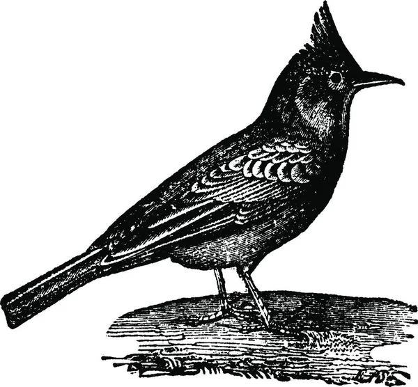 ヒバリ ヴィンテージには 図が刻まれています 1880 動物の自然史 — ストックベクタ
