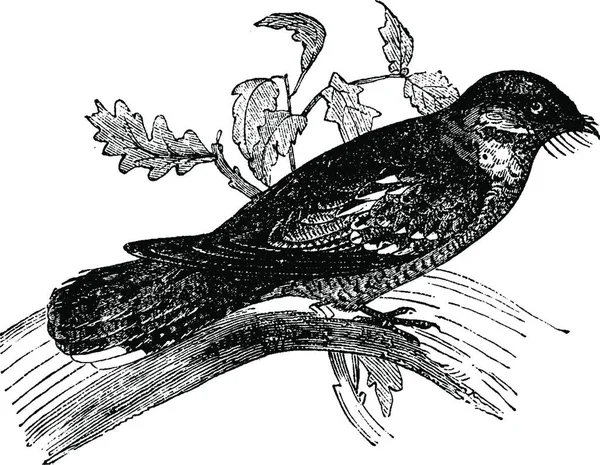 Lelek Lub Goatsuckers Vintage Grawerowane Ilustracja Historii Naturalnej Zwierząt 1880 — Wektor stockowy