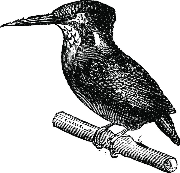 Kingfisher Ilustración Grabada Vintage Historia Natural Los Animales 1880 — Archivo Imágenes Vectoriales