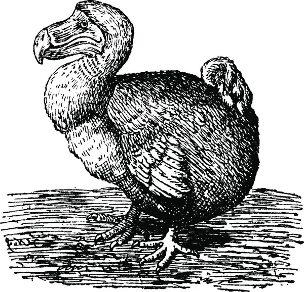 Dodo Illustration Gravée Vintage Histoire Naturelle Des Animaux 1880 — Image vectorielle