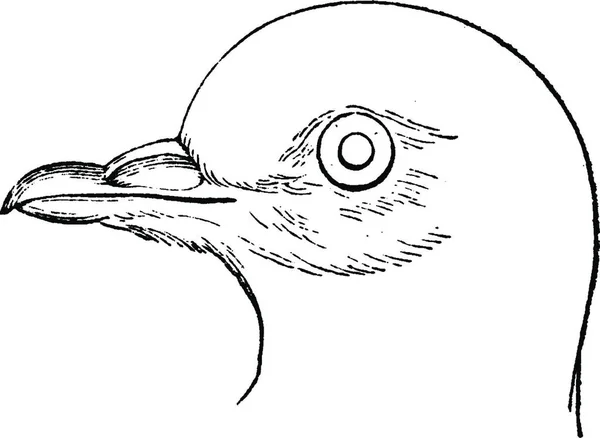 Głowa Gołębia Vintage Grawerowane Ilustracja Historii Naturalnej Zwierząt 1880 — Wektor stockowy