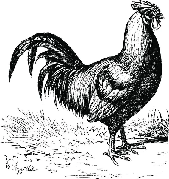 Gallo Gallo Gallo Ilustración Grabada Vintage Historia Natural Los Animales — Vector de stock