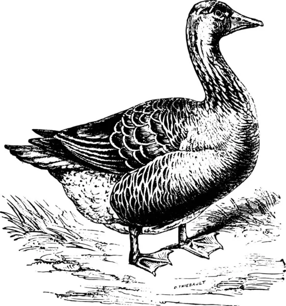 Иллюстрация Гуся Виде Птицы — стоковый вектор