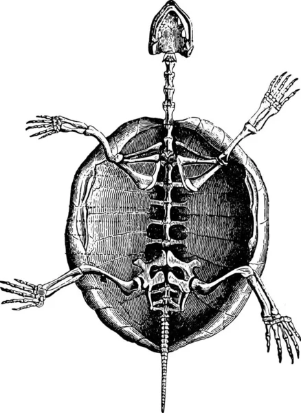 Иллюстрация Анатомии Скелета Человека — стоковый вектор