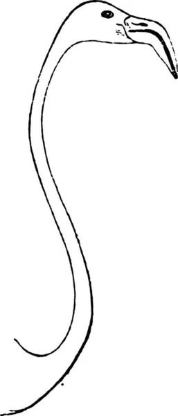 Векторна Ілюстрація Змії — стоковий вектор