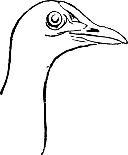 頭バンまたは沼鶏川鶏 ヴィンテージには図が刻まれています 1880 動物の自然史 — ストックベクタ
