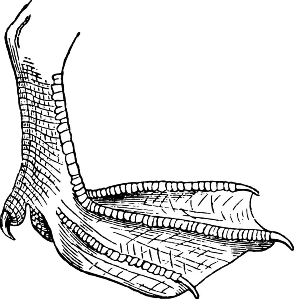 Ilustração Vetorial Esboço Uma Cobra — Vetor de Stock