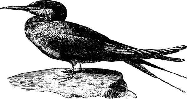 Tern Atau Sea Swallow Ilustrasi Kuno Sejarah Alam Hewan 1880 - Stok Vektor