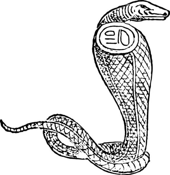 ヘビのベクトル図 — ストックベクタ