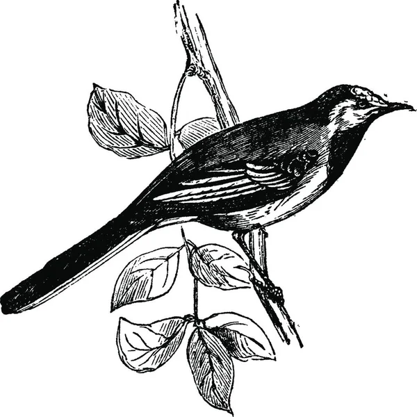 Ilustração Pássaro Com Uma Planta — Vetor de Stock