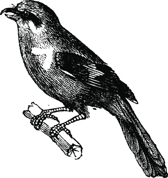 Shrike Vintage Grawerowane Ilustracja Historii Naturalnej Zwierząt 1880 — Wektor stockowy