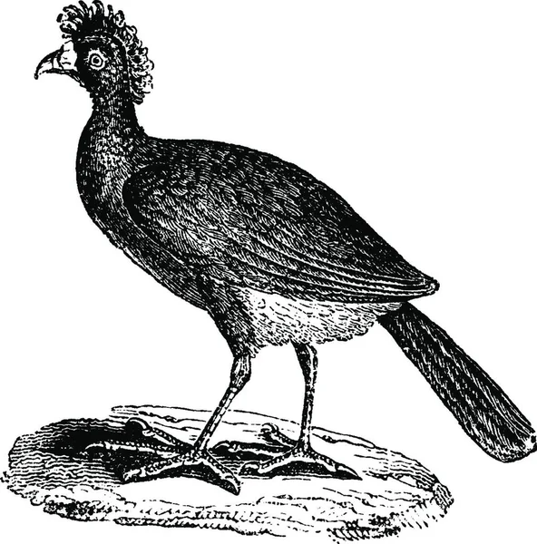 Curassow Knobbed Curassow 빈티지 그림을 새겨져 1880의 자연사 — 스톡 벡터