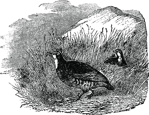 ヤマウズラ ヴィンテージには 図が刻まれています 1880 動物の自然史 — ストックベクタ