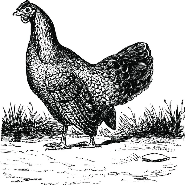 Gallina Ilustración Grabada Vintage Historia Natural Los Animales 1880 — Vector de stock