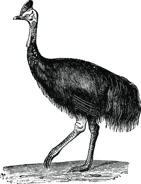 Cassowary 或双肉垂 Cassowary 或澳大利亚 Cassowary 或两肉垂 Cassowary 葡萄酒雕刻插图 动物的自然历史 1880 — 图库矢量图片