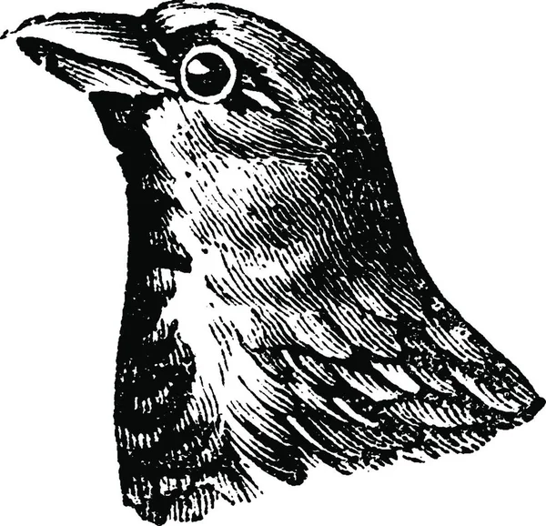 Sperling Jahrgangs Gravur Naturgeschichte Der Tiere 1880 — Stockvektor