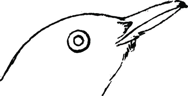Чёрный Дрозд Винтажная Гравированная Иллюстрация Естественная История Животных 1880 — стоковый вектор