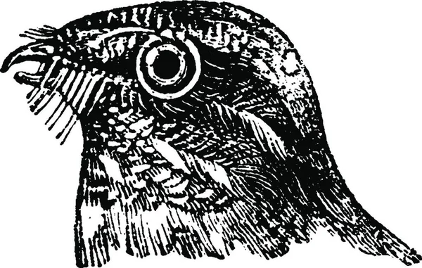 Векторная Иллюстрация Птицы — стоковый вектор