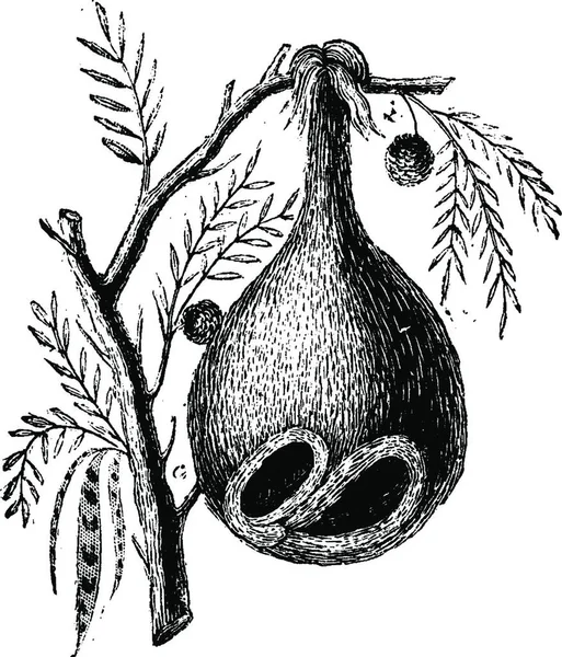 クルミと木の枝のベクトル図 — ストックベクタ