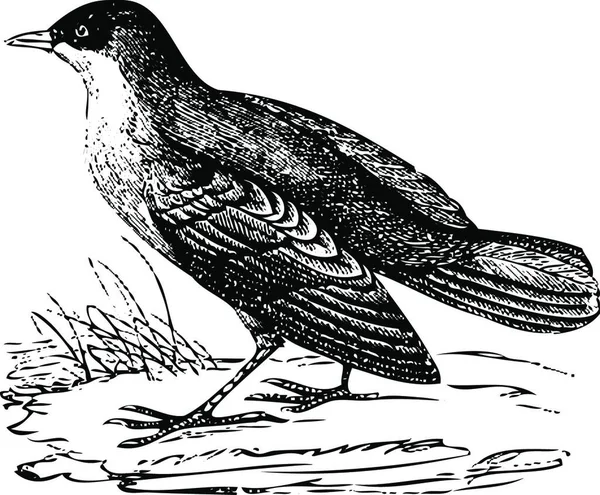 Ilustrasi Seekor Burung - Stok Vektor