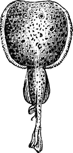 普通鱼雷或 Ocellate 或眼电射线 老式雕刻插图 动物的自然历史 1880 — 图库矢量图片