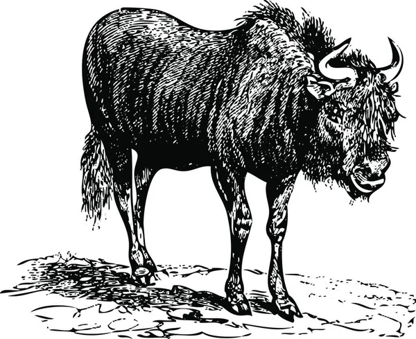 Buffel Illustratie Vector Witte Achtergrond — Stockvector