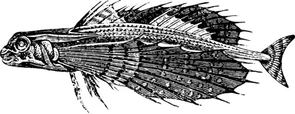 Illustrazione Pesce — Vettoriale Stock