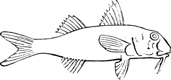 ヒメジ Surmullet ヴィンテージには図が刻まれています 1880 動物の自然史 — ストックベクタ