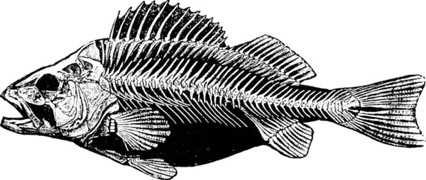 Ilustrasi Dari Shell Laut - Stok Vektor