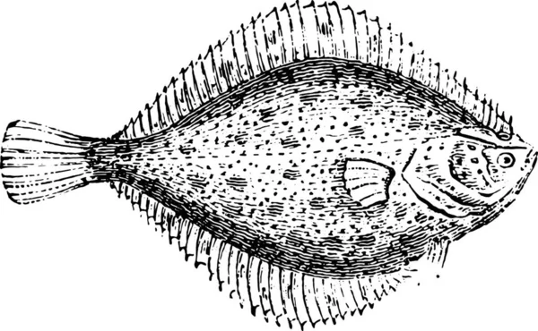 Gambar Vektor Dari Ikan - Stok Vektor