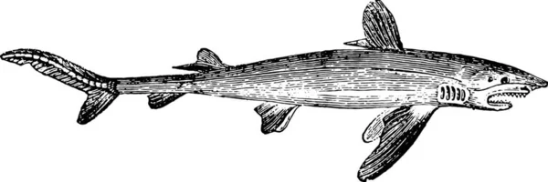 Illustrazione Una Balena — Vettoriale Stock
