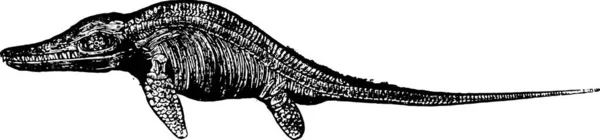 Ilustracja Czarno Białego Wizerunku Wieloryba — Wektor stockowy