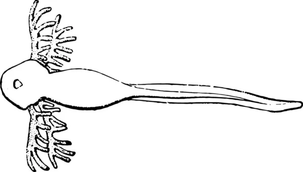 Illustration Vectorielle Dessinée Main Couteau Dessin Animé — Image vectorielle
