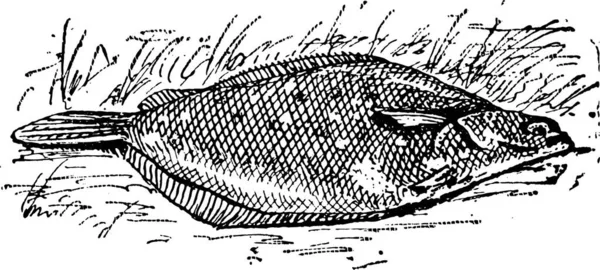 Flounder Limanda Ilustración Grabada Vintage Diccionario Palabras Cosas Larive Fleury — Archivo Imágenes Vectoriales