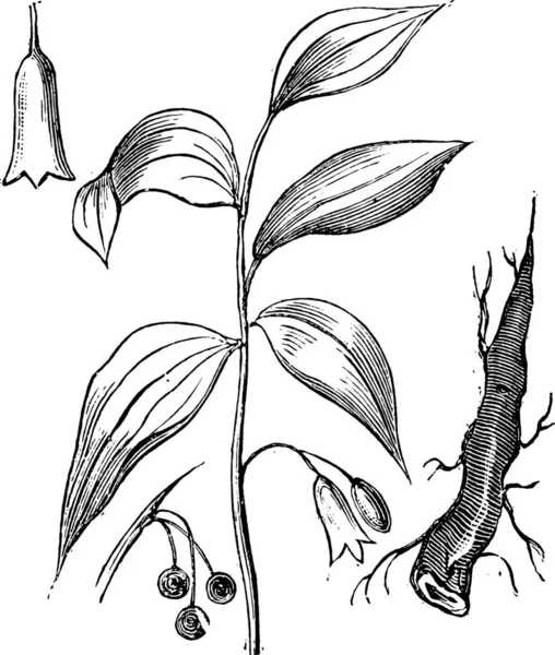 Illustrazione Vettoriale Una Pianta Con Foglie — Vettoriale Stock