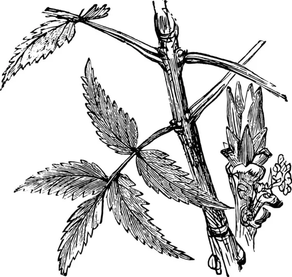 Vector Illustration Branch Plant Flower — Stock Vector