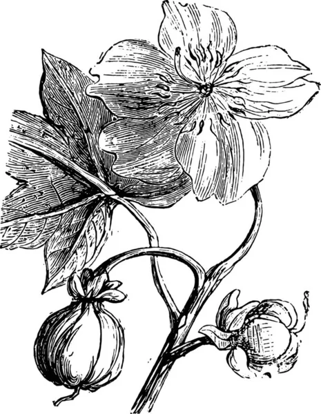 Pentandra Fromager 或木棉树 显示花朵 从家庭生活 古董雕刻 1880 — 图库矢量图片