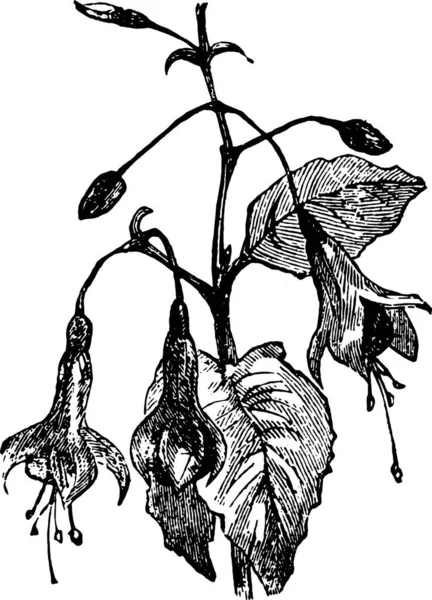 Siyah Beyaz Arkaplanı Olan Bir Bitkinin Çizimi — Stok Vektör