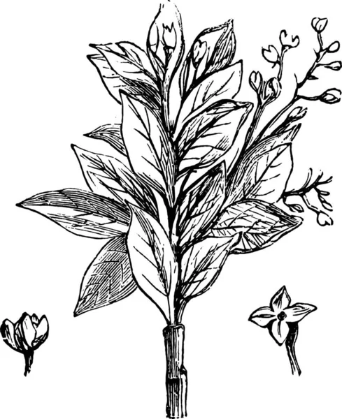 Vektorillustration Växter Och Växter Samling Blommor Och Blad — Stock vektor