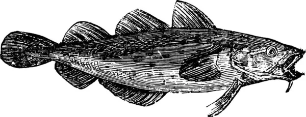 鳕鱼或 Gadus 从家庭生活 古董雕刻 1880 — 图库矢量图片