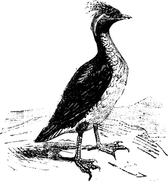 Illustration Oiseau — Image vectorielle