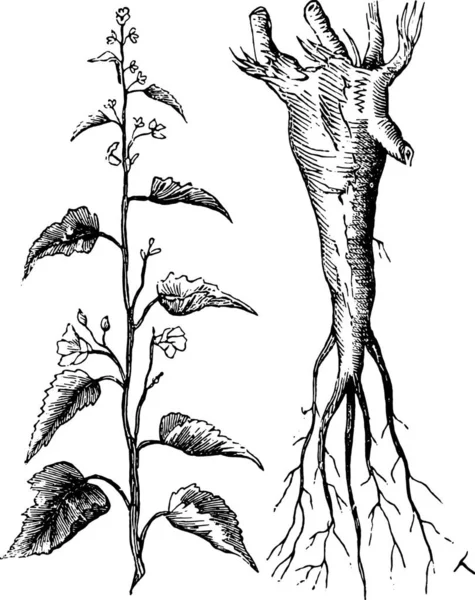 Vector Illustration Set Plants Branches — Stock Vector