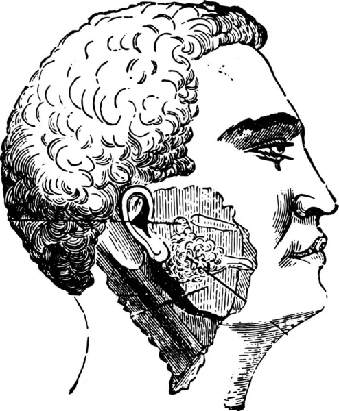 Illustrazione Bianco Nero Uomo Con Cervello — Vettoriale Stock