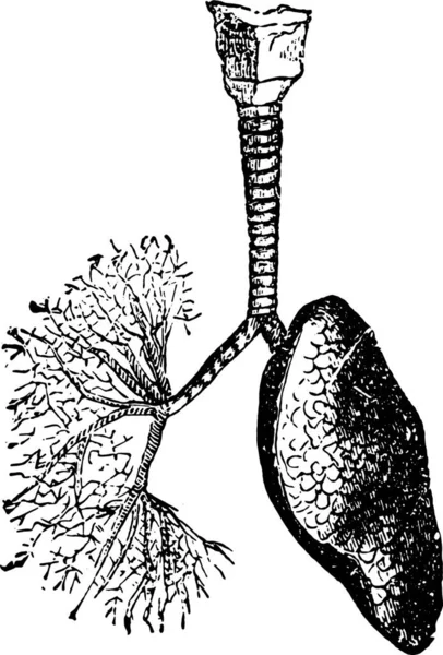 Trachea Bronchi Leading Air Lungs Vintage Engraved Illustration — Stock Vector